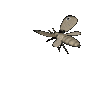 moth_detail_sc.gif