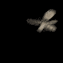 moth_detail_sb.gif