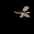 moth_detail_mc.gif