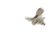 moth_detail_lw.gif