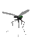 mosquito_sc.gif
