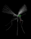 mosquito_mb.gif