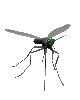 mosquito_lc.gif