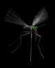 mosquito_lb.gif