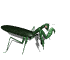 mantis_walk_sw.gif