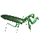 mantis_walk_sc.gif