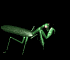 mantis_walk_sb.gif