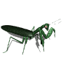 mantis_walk_mw.gif