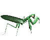mantis_walk_mc.gif