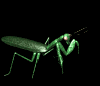 mantis_walk_mb.gif