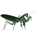 mantis_walk_lw.gif