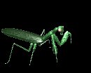 mantis_walk_lc.gif