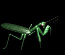 mantis_walk_lb.gif