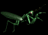 mantis_grab_sb.gif