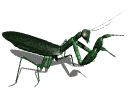 mantis_grab_lw.gif
