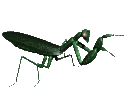 mantis_grab_lc.gif