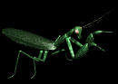 mantis_grab_lb.gif