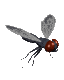 housefly_mc.gif