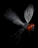 housefly_lb.gif