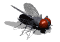 fly_walk2_sw.gif