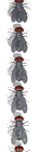 fly_divider_vert_sw.gif