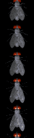 fly_divider_vert_mb.gif