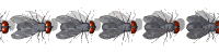 fly_divider_hori_mw.gif
