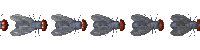 fly_divider_hori_mc.gif