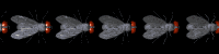fly_divider_hori_mb.gif