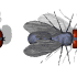 fly2_hori_mw.gif