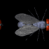 fly2_hori_mb.gif