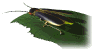 firefly_leaf_sw.gif