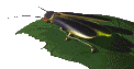 firefly_leaf_mc.gif