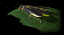 firefly_leaf_mb.gif