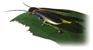 firefly_leaf_lw.gif