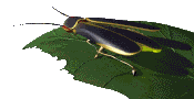 firefly_leaf_lc.gif