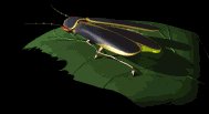firefly_leaf_lb.gif