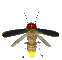 firefly_flying2_sc.gif