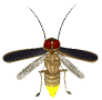 firefly_flying2_mw.gif