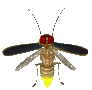 firefly_flying2_mc.gif