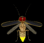 firefly_flying2_mb.gif