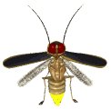 firefly_flying2_lw.gif