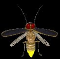 firefly_flying2_lc.gif