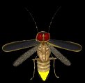 firefly_flying2_lb.gif