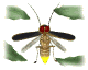 firefly_flying1_sw.gif