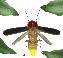 firefly_flying1_sc.gif