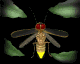 firefly_flying1_sb.gif