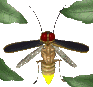 firefly_flying1_mc.gif