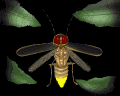 firefly_flying1_mb.gif