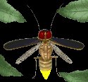 firefly_flying1_lc.gif